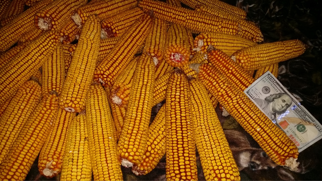 Corn Cobs